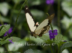 Papilio dardanus meseres