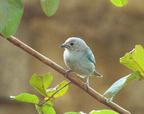 Sayaca Tanager