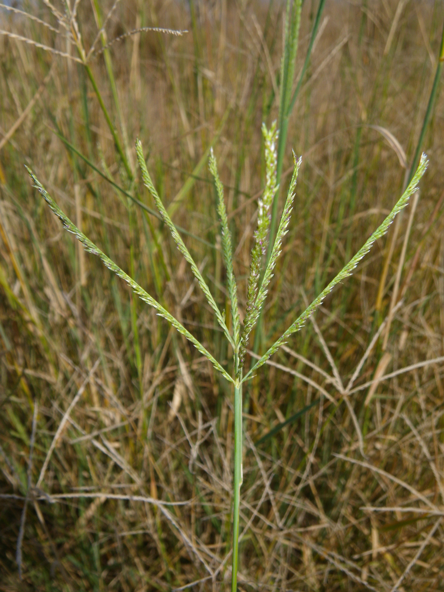 Leptochloa digitata