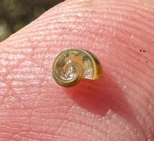 Valvata bicarinata observed 2025-10-22