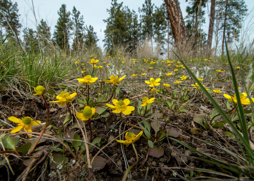 sagebrush buttercup