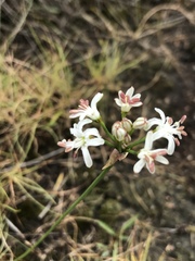 Nerine rehmannii