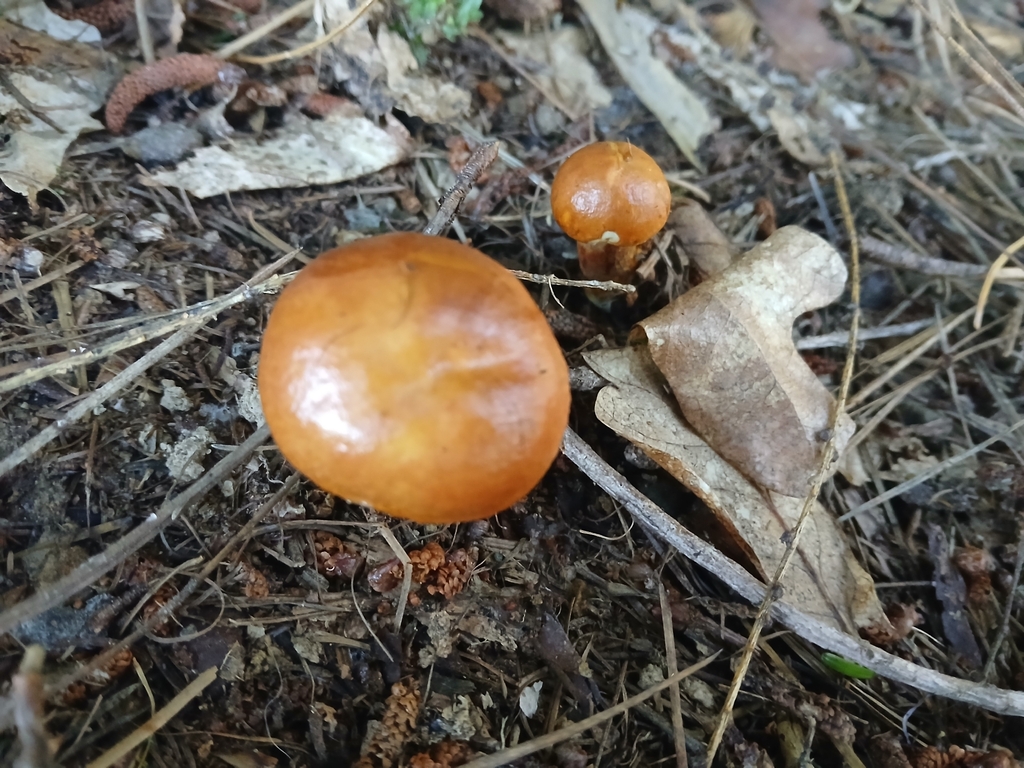 Suillus grevillei · February 2026 · photo: © claire_grace83 (iNaturalist, cc-by)
