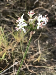 Nerine rehmannii