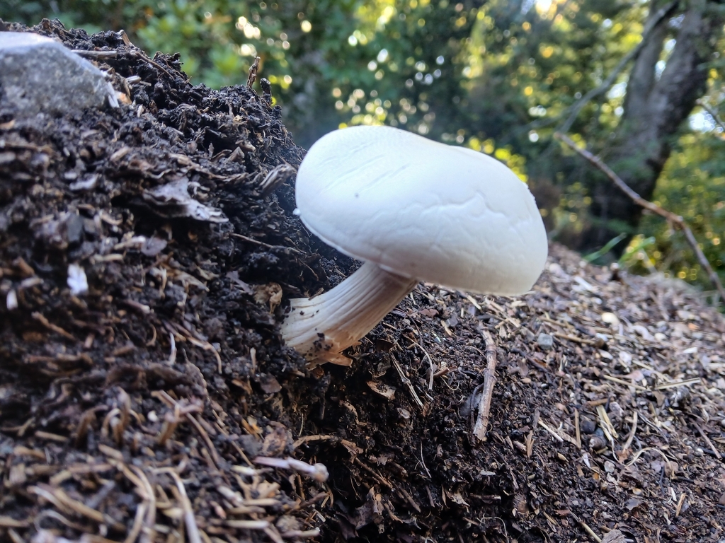 Leucocoprinus leucothites · February 2026 · photo: © claire_grace83 (iNaturalist, cc-by)