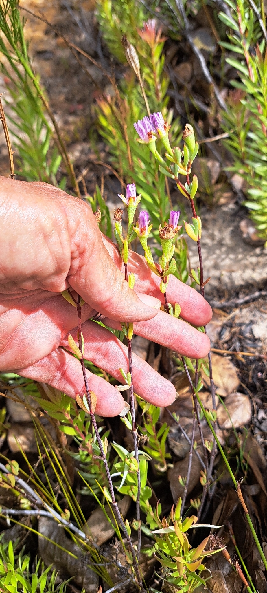 Trailing ice plant