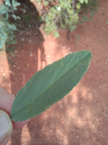 Velvet Raisin (Grewia flava)