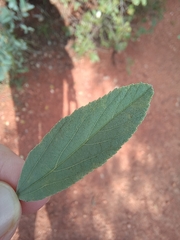 Velvet Raisin (Grewia flava)