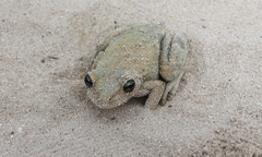 Osteopilus dominicensis