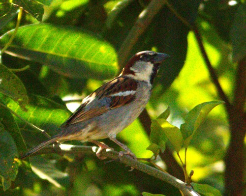 House Sparrow
