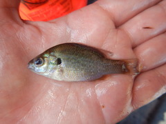Lepomis megalotis
