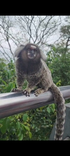 Common Marmoset
