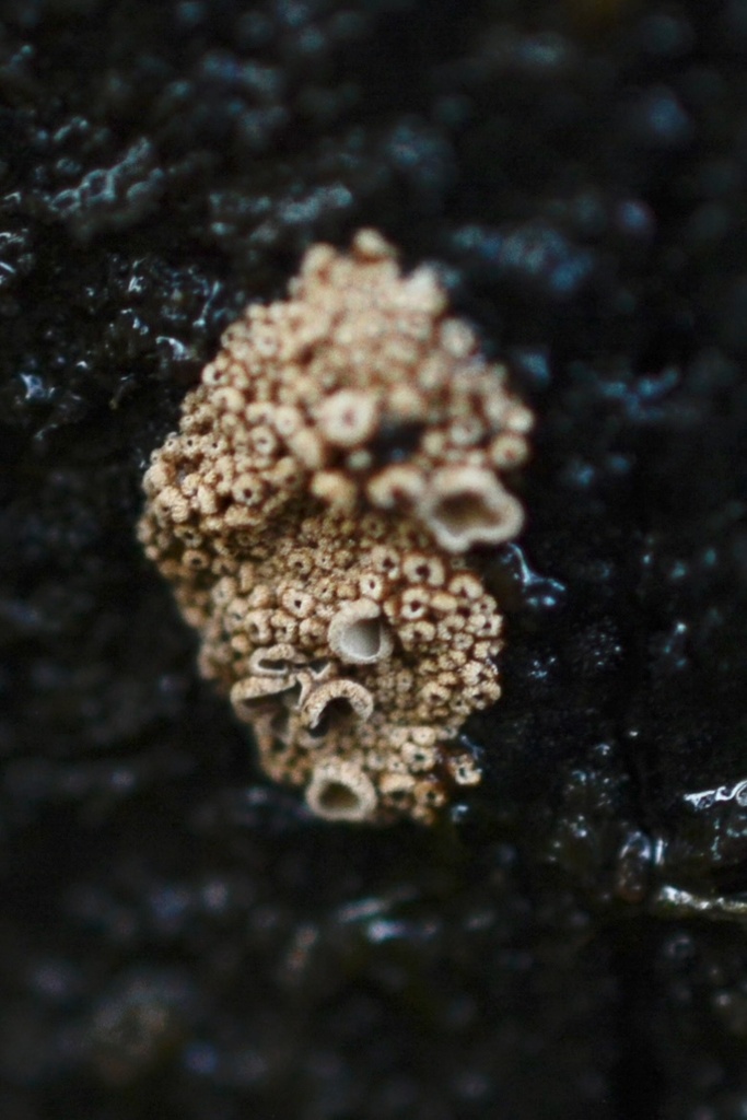 Merismodes anomala · January 2026 · photo: © cryptomarasmius (iNaturalist, cc-by)