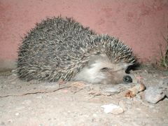 Atelerix algirus