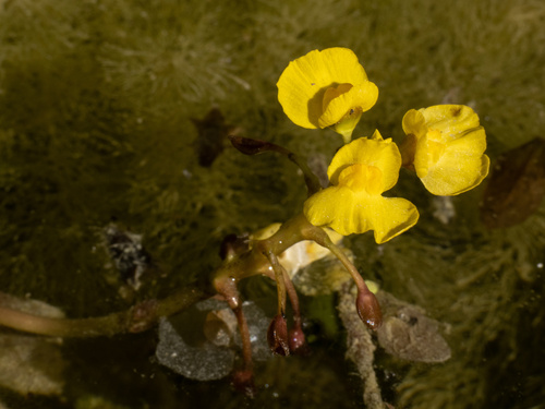 Utricularia foliosa, photograph 6