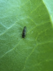 Cryptoneossa triangula