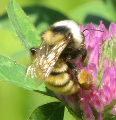 Bombus appositus