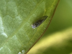 Cryptoneossa triangula