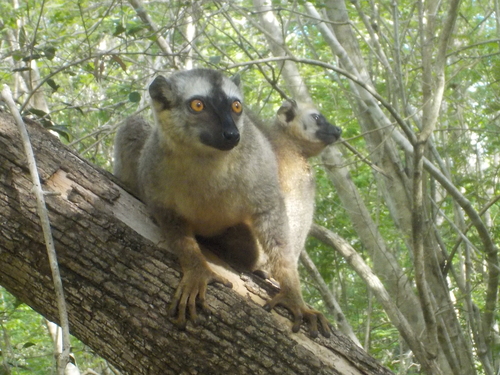 Red-fronted Brown Lemur