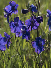 Delphinium variegatum