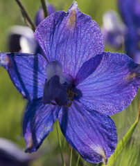 Delphinium variegatum