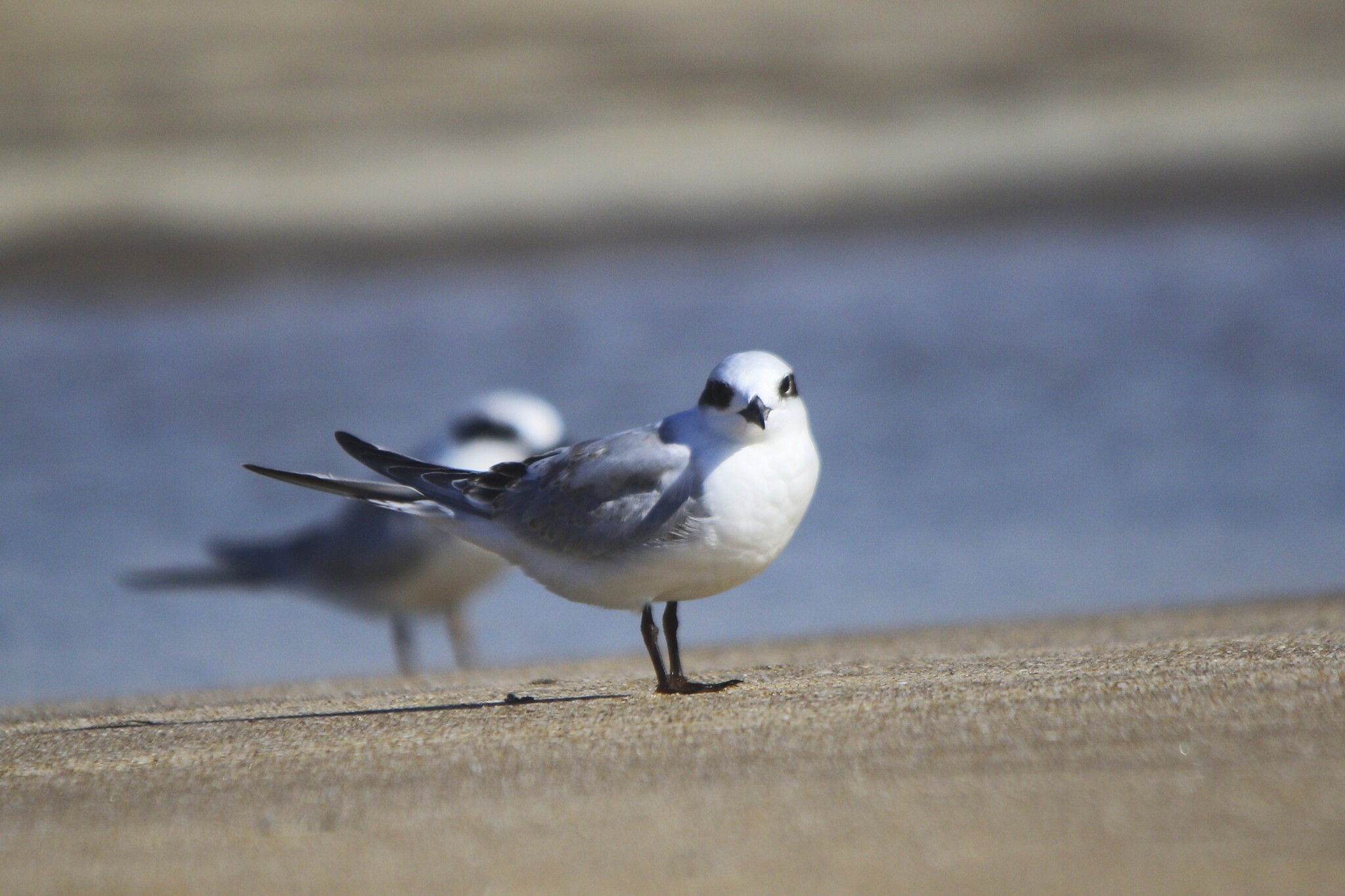 Snowy-crowned Tern (Sterna trudeaui), photo 3