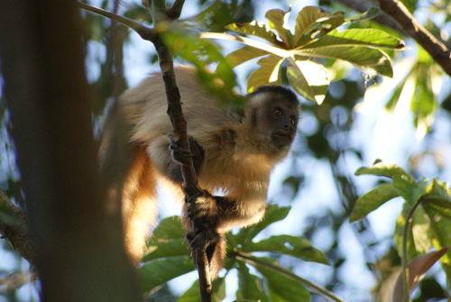 Black-striped Capuchin