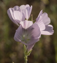 Sidalcea hartwegii