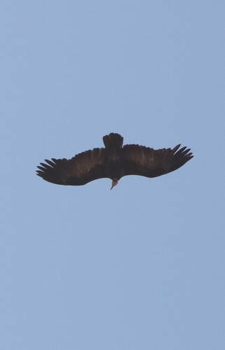 Hooded Vulture