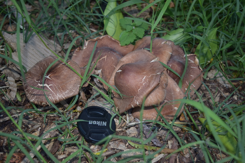 Collybiopsis luxurians · January 2026 · photo: © davidwhyte (iNaturalist, cc-by-sa)