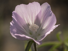 Sidalcea hartwegii