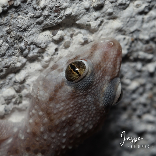 Turner's Thick-toed Gecko