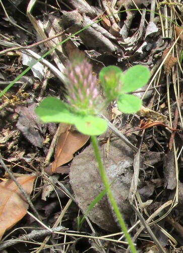 Ligurian Clover (Trifolium ligusticum)