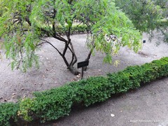 Sophora davidii