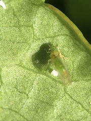 Eucalyptolyma maideni