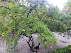 Sophora davidii