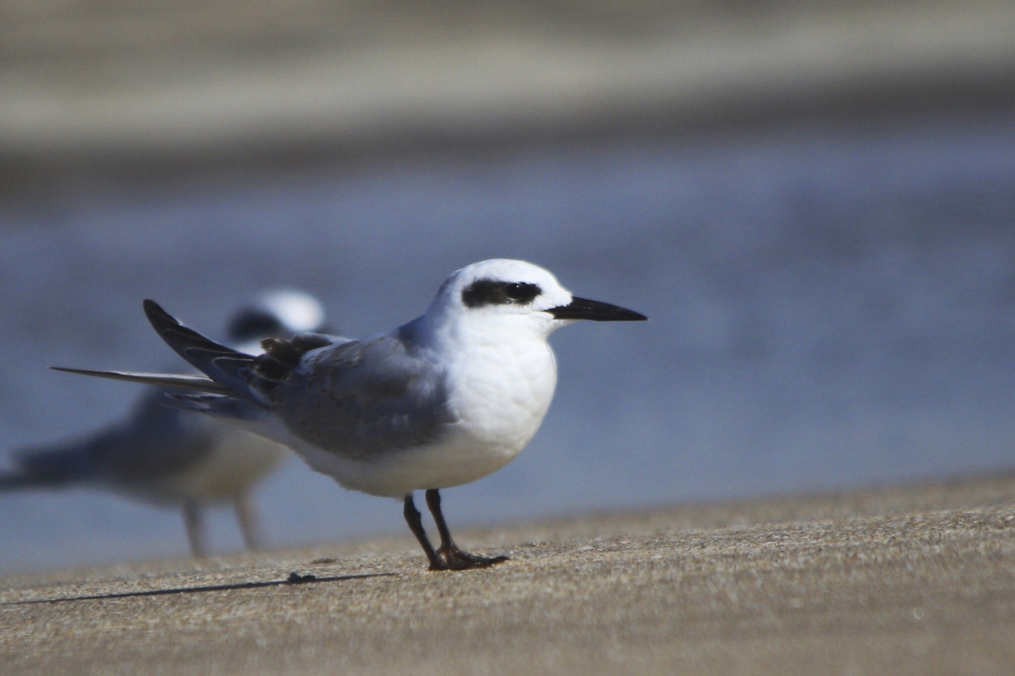 Snowy-crowned Tern (Sterna trudeaui), photo 8