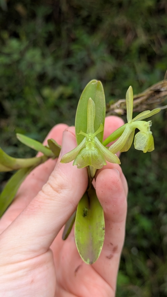 Epidendrum apaganoides D.E.Benn. & Christenson 3
