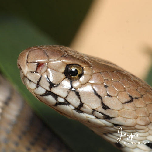 Mozambique Spitting Cobra