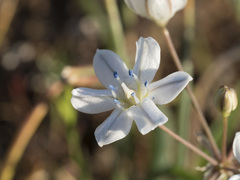 Triteleia lilacina