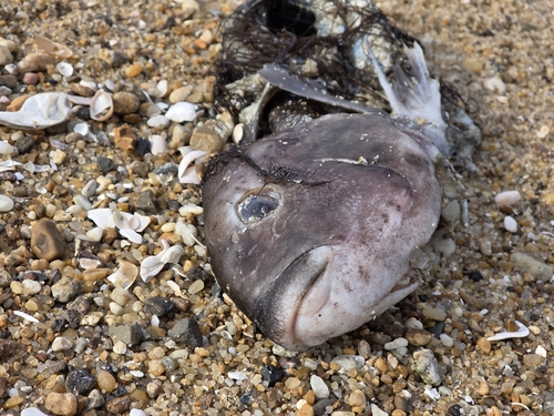 Black-fish (Tautoga onitis) — Labridae