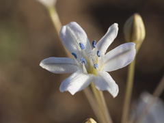 Triteleia lilacina