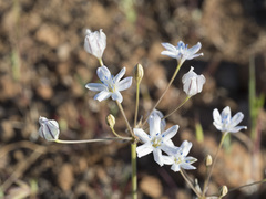 Triteleia lilacina