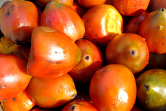 Bactris gasipaes chichagui