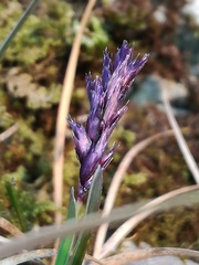 Sesleria