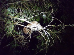 Mesitornis variegatus