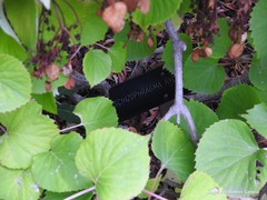 Hydrangea hydrangeoides