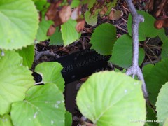 Hydrangea hydrangeoides