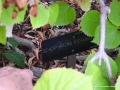 Hydrangea hydrangeoides