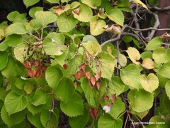 Hydrangea hydrangeoides